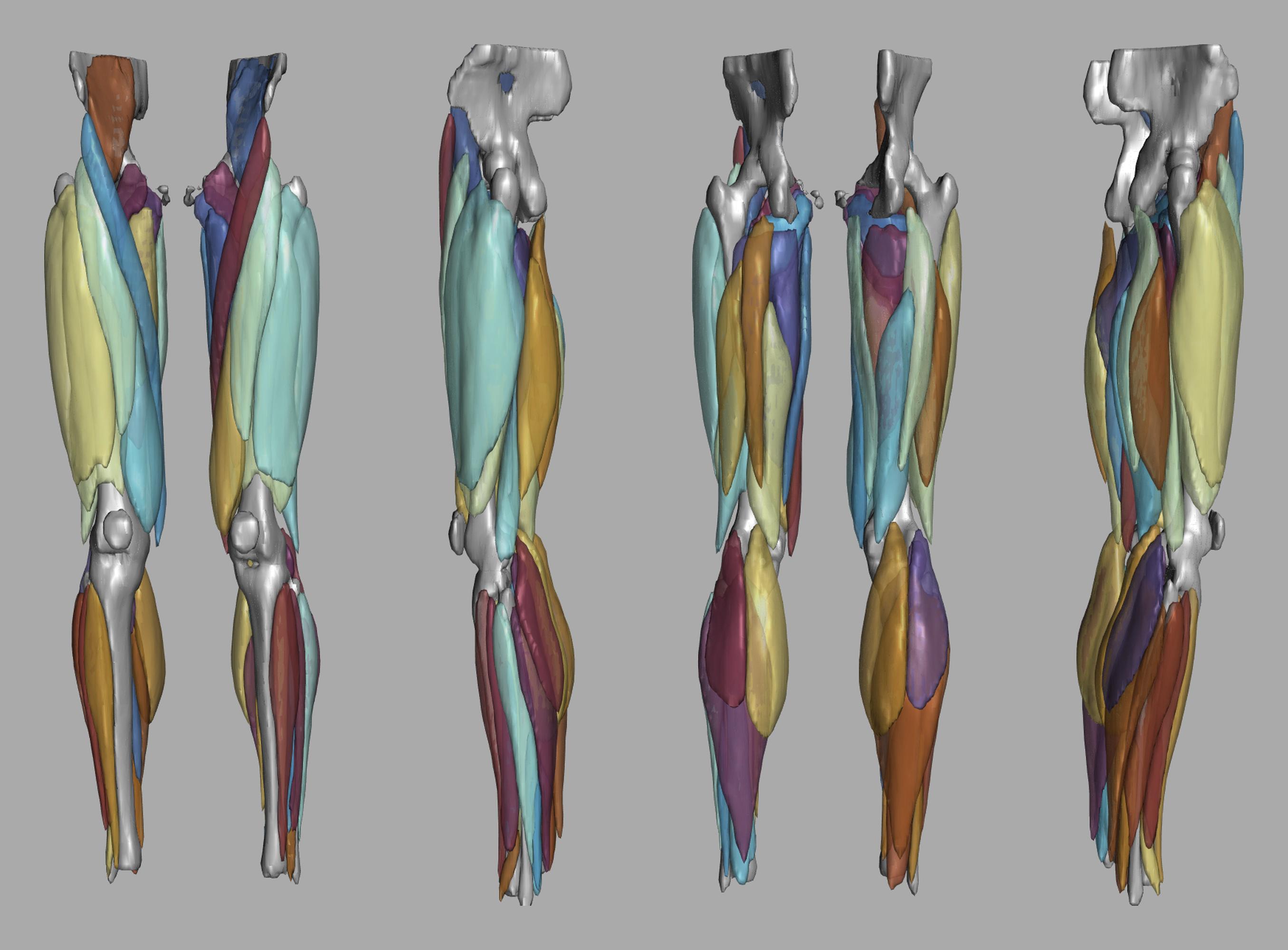 3D render of automated muscle segmentation labels generated using a CNN UNET.